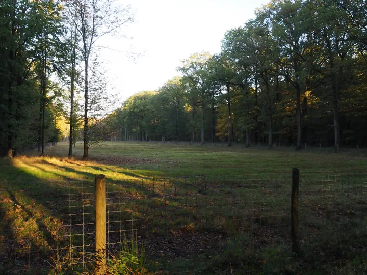 Vagevuurbos an Lippensgoed-Bulskampveld (Belgium)